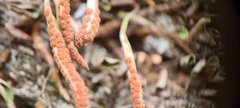 Pyrrosia confluens