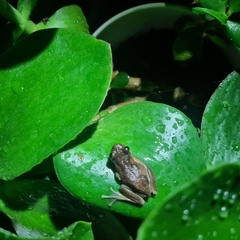 Litoria dentata