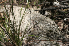 Rankinia