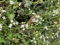 Arabidopsis halleri