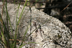 Rankinia