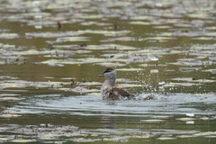 Nettapus coromandelianus
