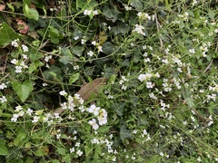 Arabidopsis halleri