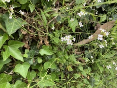 Arabidopsis halleri