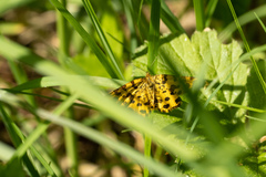 Pseudopanthera macularia