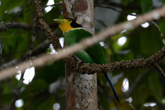 Psarisomus dalhousiae