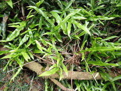 Microsorum pustulatum