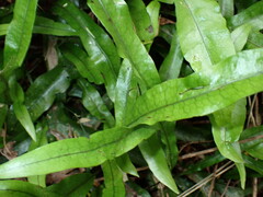 Microsorum pustulatum