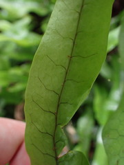 Microsorum pustulatum