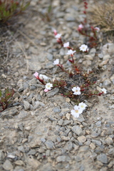 Epilobium hectori