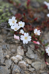 Epilobium hectori