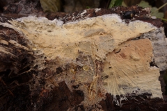 Trechispora silvae-ryae