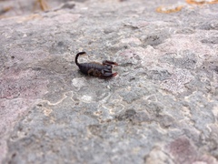 Euscorpius flavicaudis