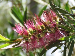 Melaleuca megalongensis