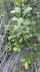 Sideroxylon inerme