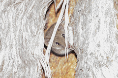 Antechinus agilis