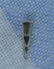 Stathmopoda megathyma