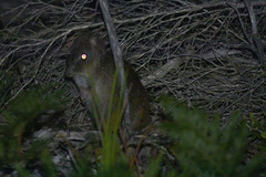 Potorous tridactylus