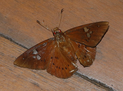 Capila phanaeus