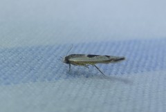 Stathmopoda megathyma