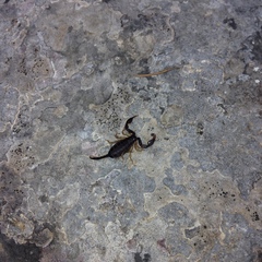 Euscorpius flavicaudis