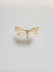 Udea lutealis