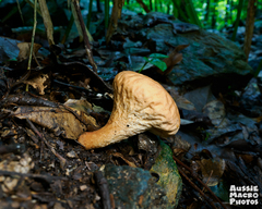 Calvatia holothurioides