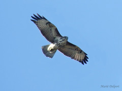 Buteo trizonatus