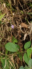 Asystasia dalzelliana