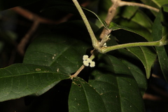 Acronychia pubescens