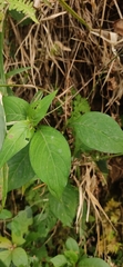 Asystasia dalzelliana