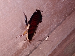 Drymaplaneta semivitta