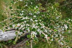 Nematolepis ovatifolia