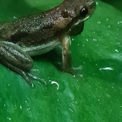 Litoria dentata
