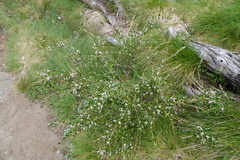 Nematolepis ovatifolia