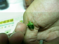 Vitellus orientalis