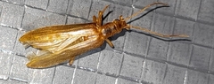 Thelyphassa lineata