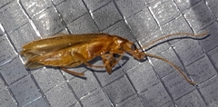 Thelyphassa lineata