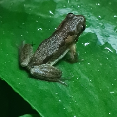 Litoria dentata
