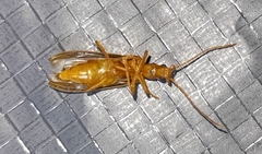 Thelyphassa lineata