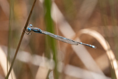 Austrolestes leda