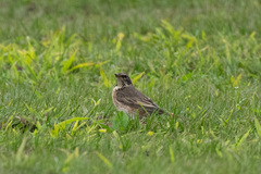 Turdus naumanni