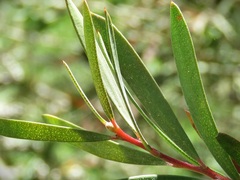 Melaleuca megalongensis