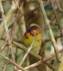 Amphidromus perversus