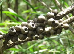 Melaleuca megalongensis