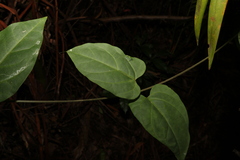 Vincetoxicum paniculatum