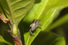 Cytaea alburna