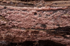Ceriporia purpurea