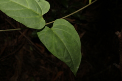Vincetoxicum paniculatum