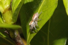 Cytaea alburna